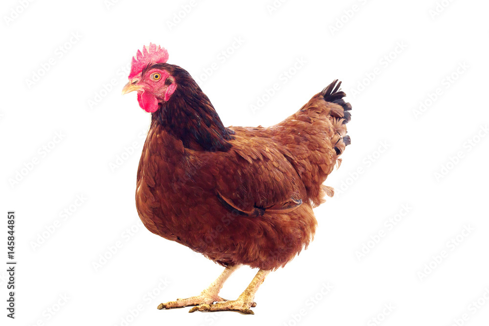 Fototapeta premium brown hen isolated on white, studio shot