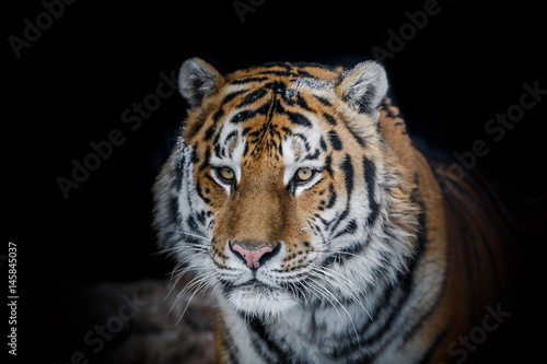 Amur tiger © Александр Денисюк