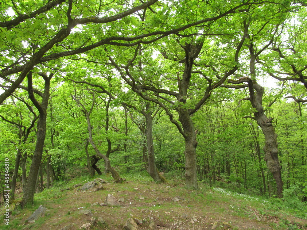 Floresta negra Floresta negra