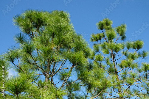 Merkus pine