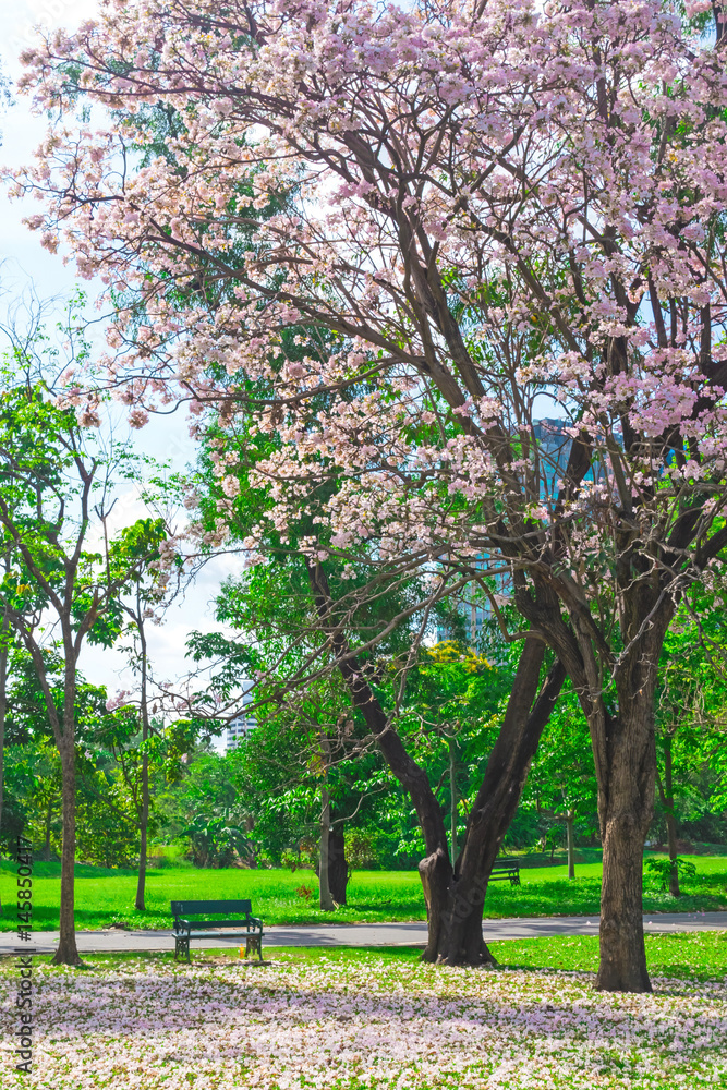 Obraz premium Flowers of pink trumpet trees are blossoming in Public park of Bangkok, Thailand