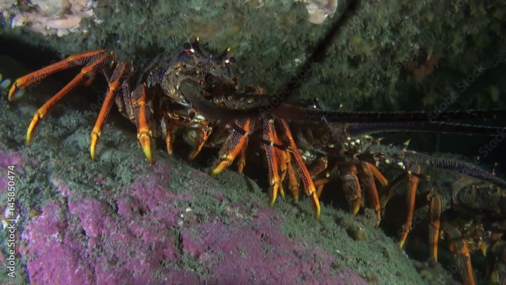 Big red langoust lobster in search of food. Abyssal relax diving. Wionderful marine tourism. Big red langoust lobster in search of food. Abyssal relax diving. Wionderful marine tourism.