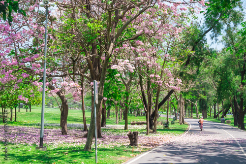 Flowers of pink trumpet trees are blossoming in Public park of Bangkok, Thailand