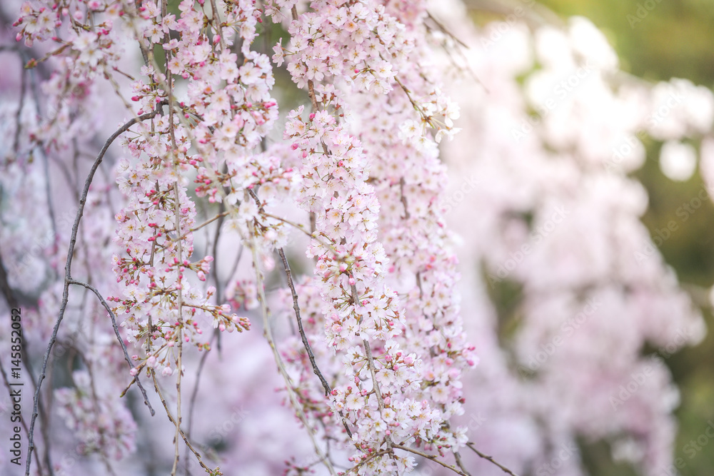 Japanese cherry blossom or Pink Sakura flower Japanese cherry blossom or Pink Sakura flower