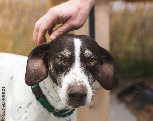 Petting German Shorthaired Pointer Dog