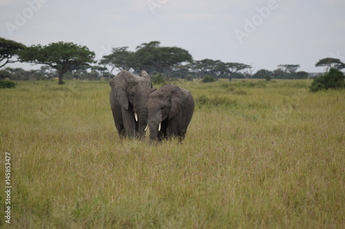 Canvas Print Elephant family 4