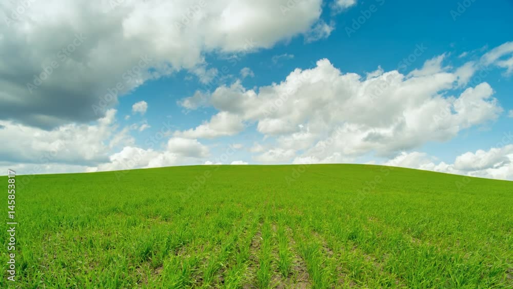 Field of green wheat rows. Sunny weather. Time lapse. Field of green wheat rows. Sunny weather. Time lapse.