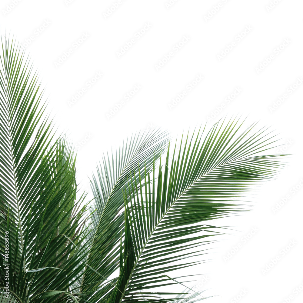 Fototapeta premium Part of Palm tree (palm, coconut, leaf)