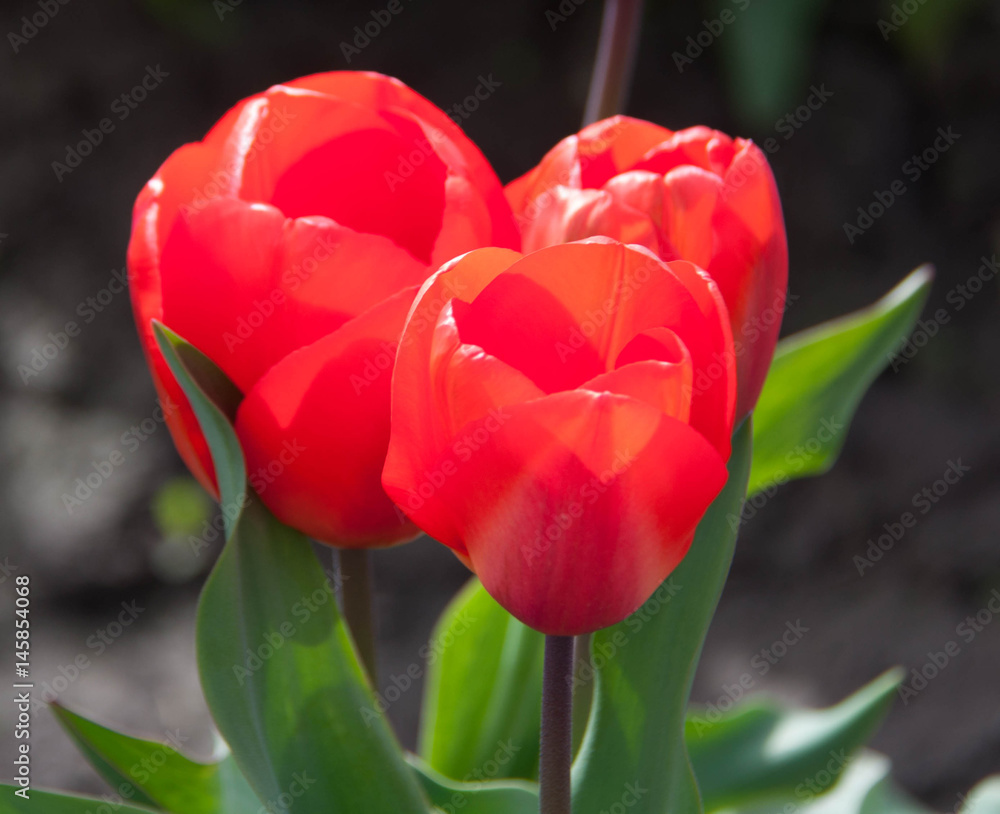 Naklejka premium Tulip triplet