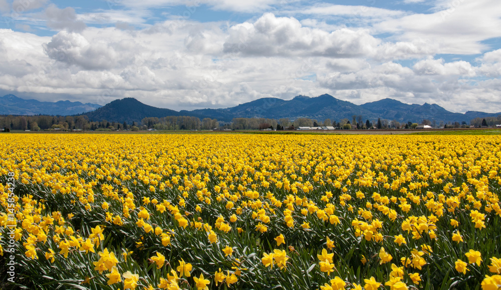 Field of daffodils in the valley