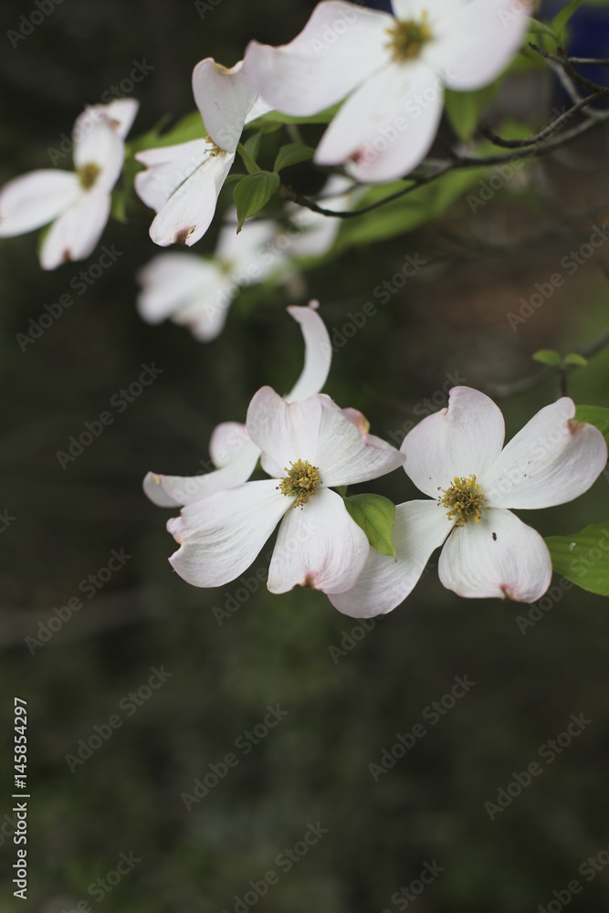 Obraz premium Dogwood Flowers