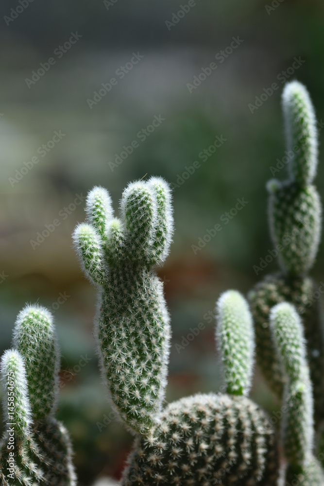 cactus close up cactus close up