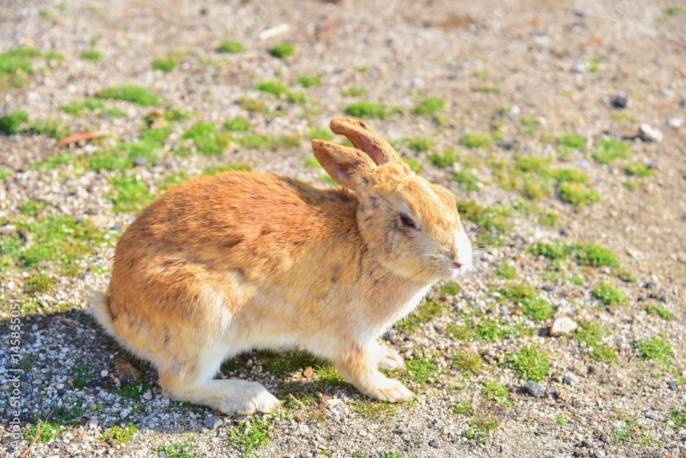 Wild Rabbit on Okunoshima Island, or Rabbit Island, in Hiroshima Prefecture, Japan Wild Rabbit on Okunoshima Island, or Rabbit Island, in Hiroshima Prefecture, Japan