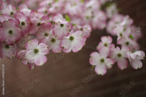 Abstract Pink Dogwood Flowers