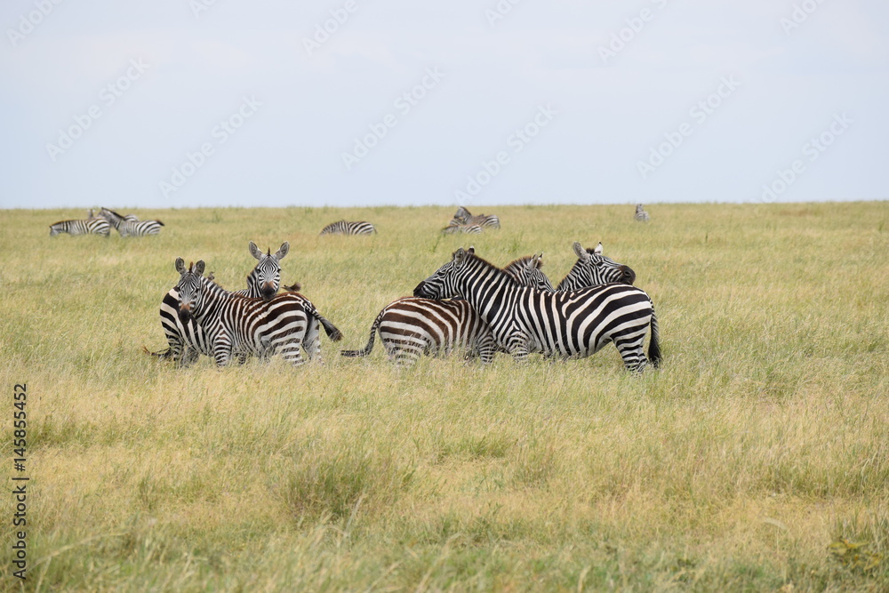 Fototapeta premium Zebra 2