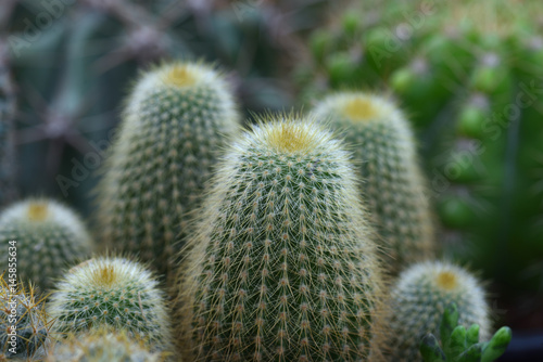 cactus in a group