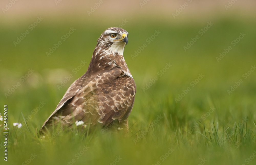 Common buzzard (Buteo buteo) Common buzzard (Buteo buteo)