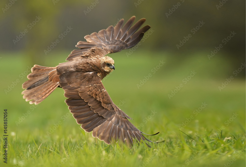 Marsh harrier (Circus aeruginosus) Marsh harrier (Circus aeruginosus)