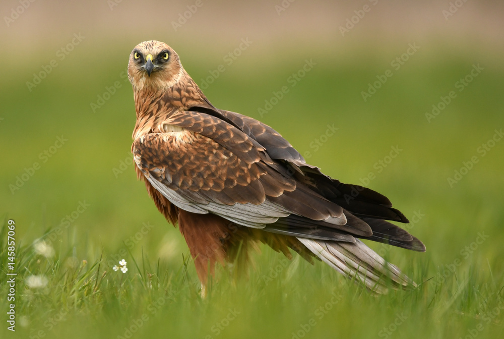 Marsh harrier (Circus aeruginosus) Marsh harrier (Circus aeruginosus)