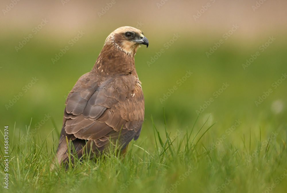Marsh harrier (Circus aeruginosus) Marsh harrier (Circus aeruginosus)