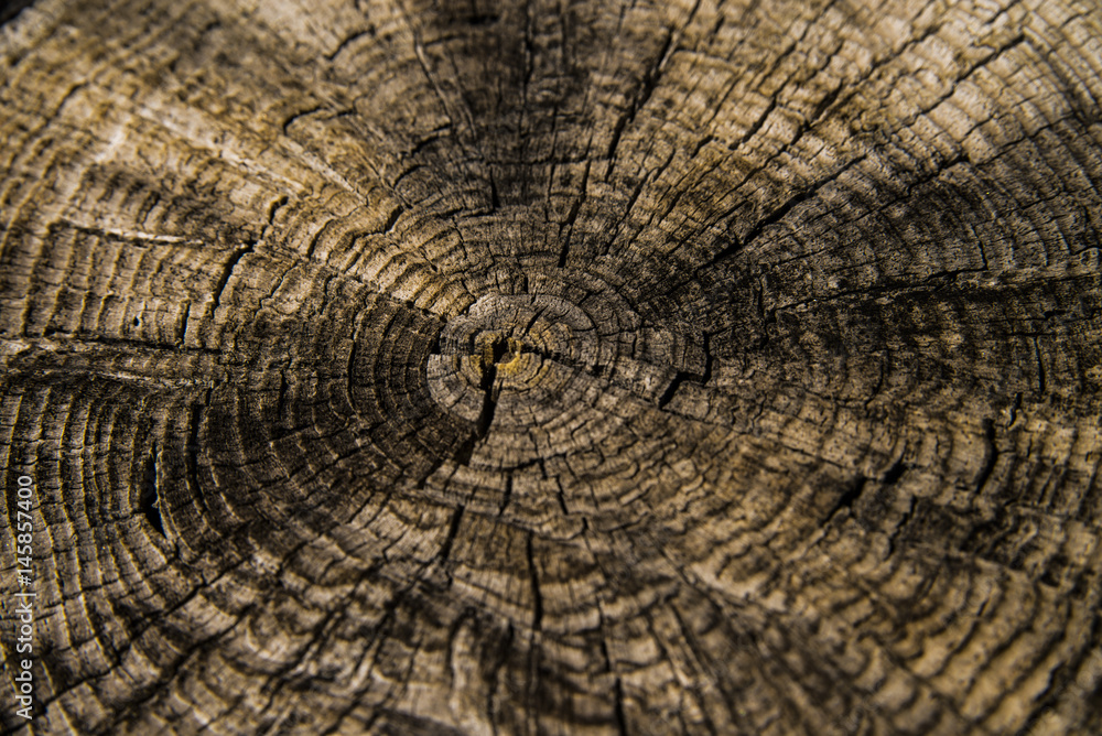 Naklejka premium wood