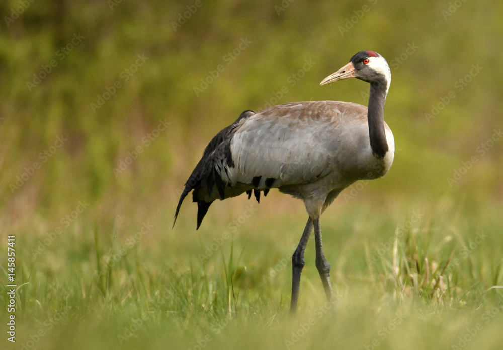 Common crane (Grus grus) Common crane (Grus grus)