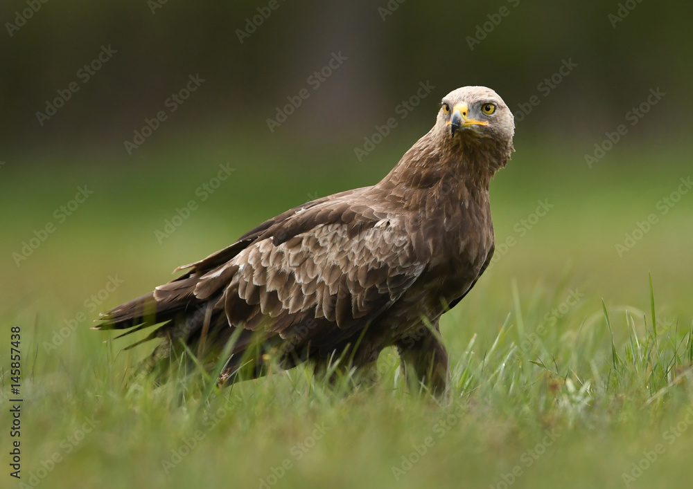Lesser spotted eagle (Clanga pomarina) Lesser spotted eagle (Clanga pomarina)