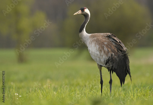 Common crane  Grus grus 