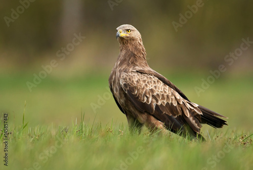 Lesser spotted eagle (Clanga pomarina) © Piotr Krzeslak