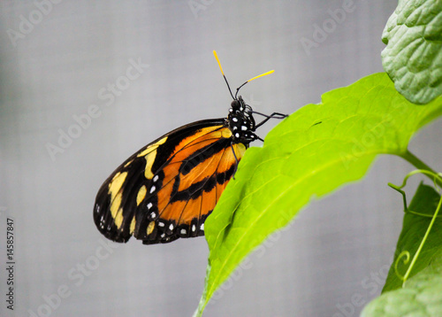 African Monarch Butterfly on a leaf photo