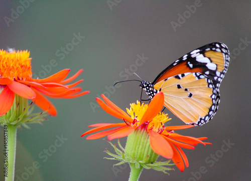 African Monarch butterfly on a flower