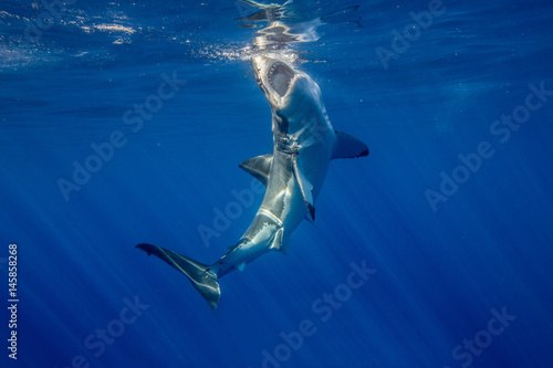Great White Shark with bait.
