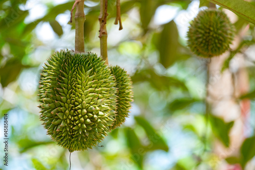 young durian