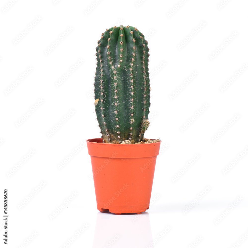 Cactus isolated on white background Cactus isolated on white background