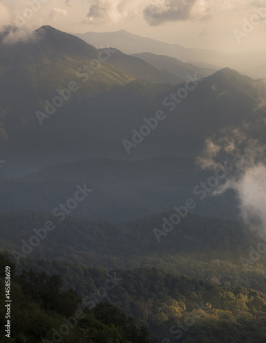 forest and hills