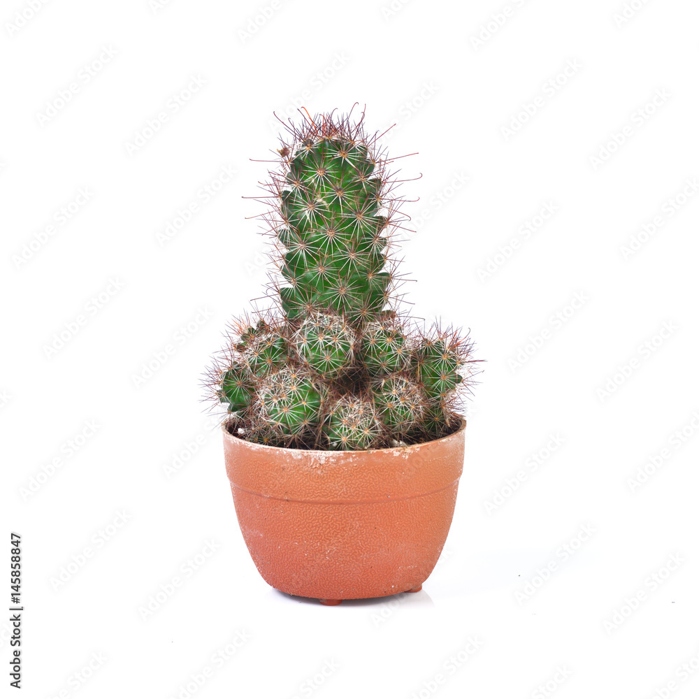 Cactus isolated on white background Cactus isolated on white background