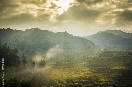 morning scene at tea terrace