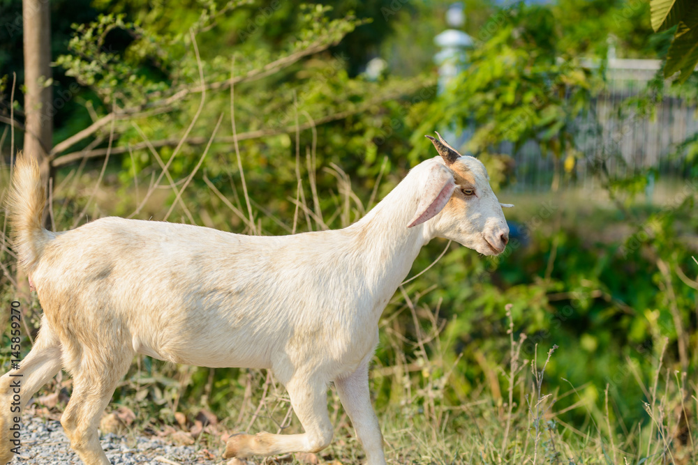Goat portrait on the road