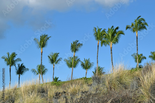 palm trees on lava on Big Island, Hawaii