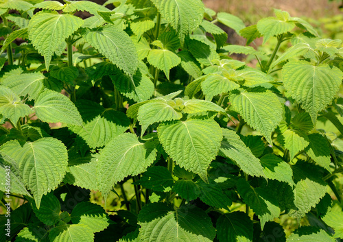 perilla leaves, egoma