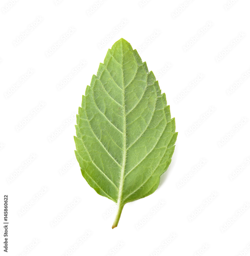 Fresh raw mint leaf isolated on white background Fresh raw mint leaf isolated on white background