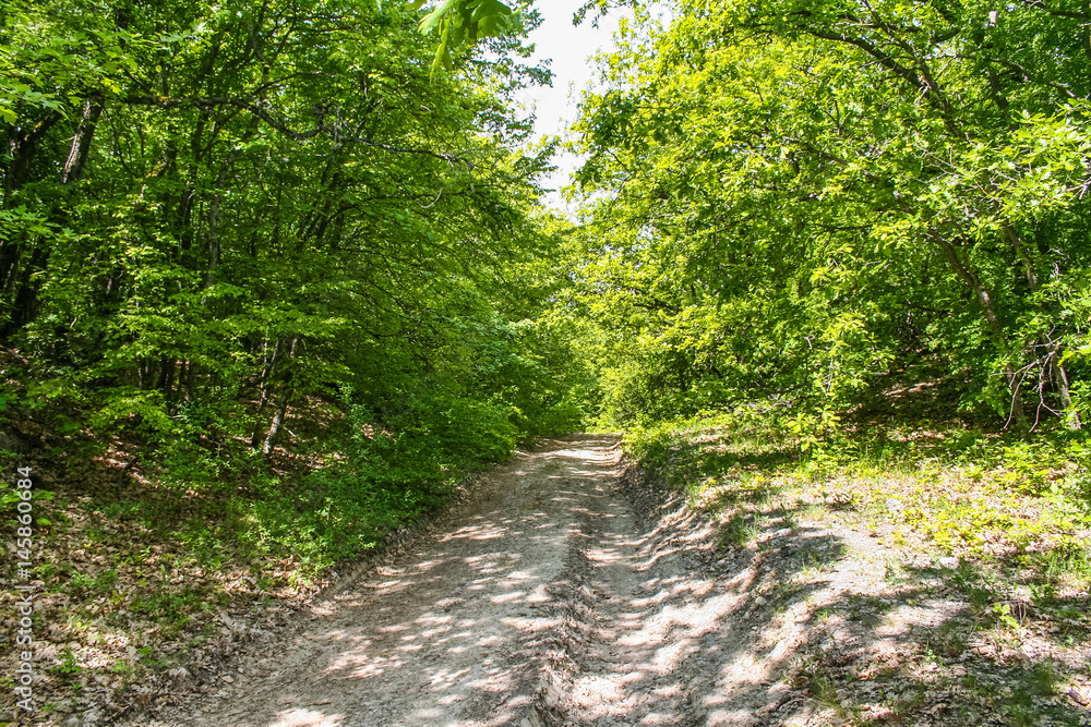 Unpaved forest road