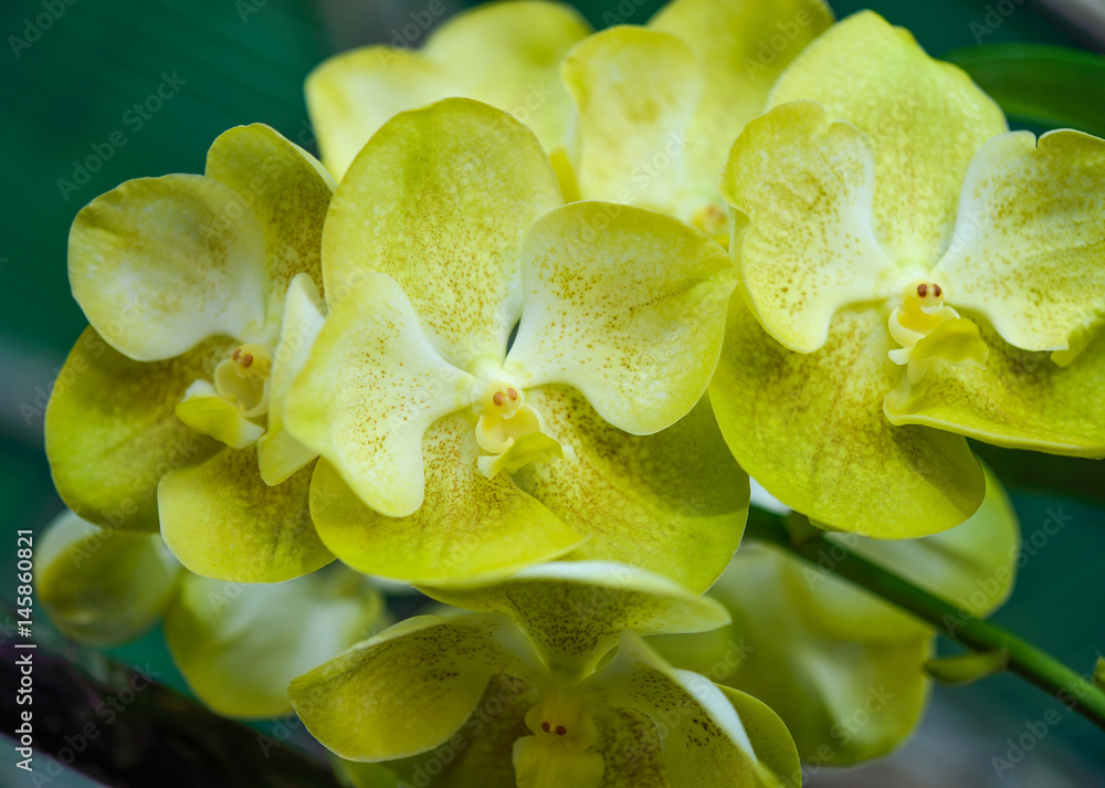 Yellow orchid flowers closeup for background Yellow orchid flowers closeup for background