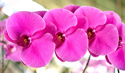 Beautiful orchid is queen of flowers