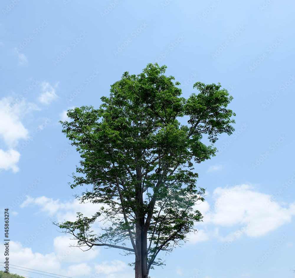Fototapeta premium tree