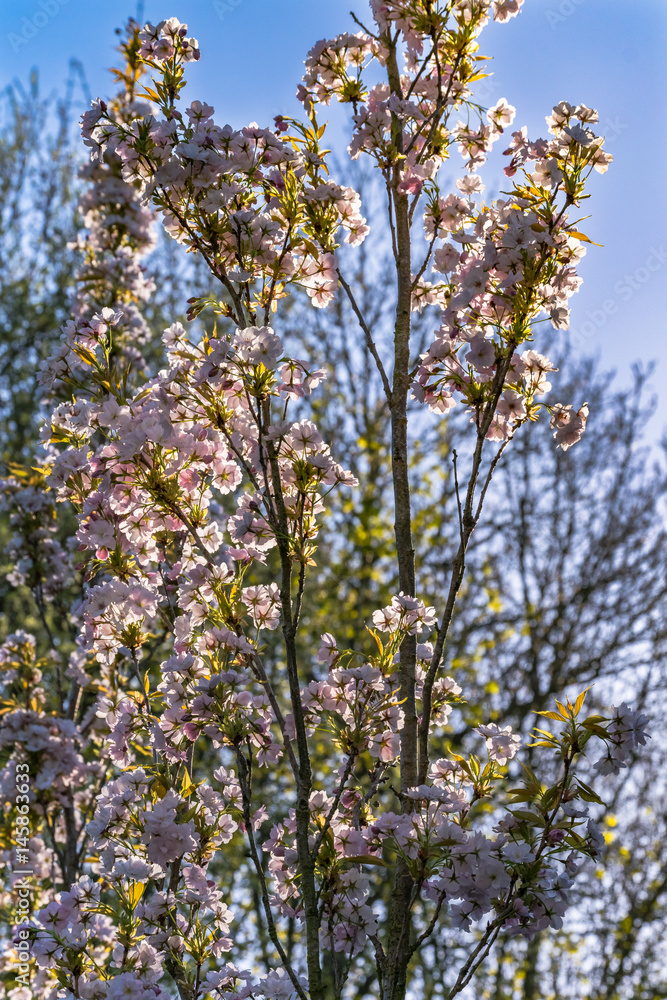 Tree Branches At Springtime on English Countryside Tree Branches At Springtime on English Countryside