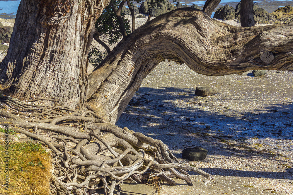 Pohutukawa Tree Trunk at Omana Beach Auckland New Zealand Pohutukawa Tree Trunk at Omana Beach Auckland New Zealand