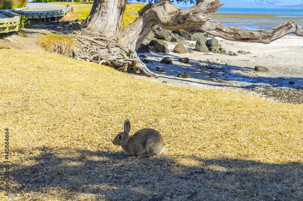 A Wild Rabbit at Omana Beach Auckland New Zealand