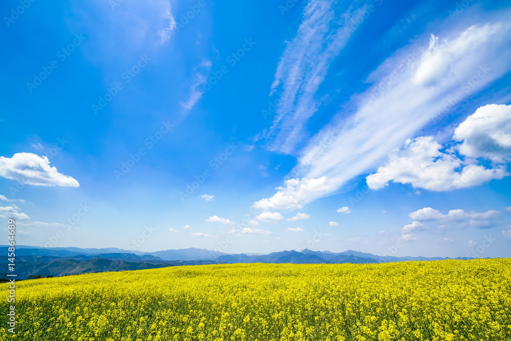 Obraz premium 菜の花 亀石峠