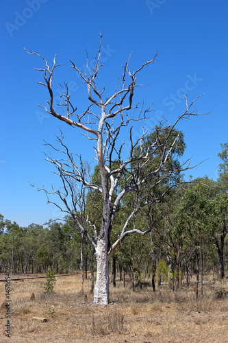 Dead Eucalyptus tree near an old railyway line in rural Queensland photo